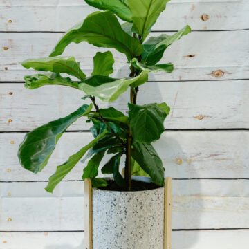 Fiddle Leaf Fig