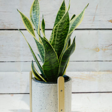 Sansevieria Snake Plant