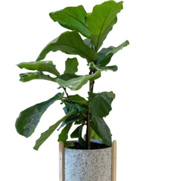 Fiddle Leaf Fig