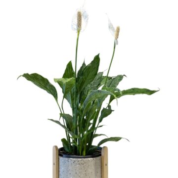 Tranquil Peace Lily