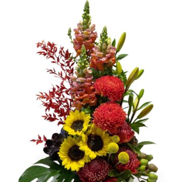 Lorikeet – Bright Arrangement