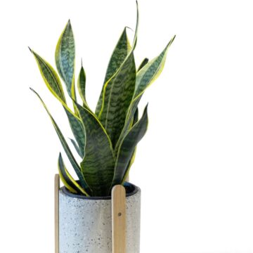 Sansevieria Snake Plant