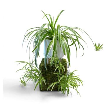 Chlorophytum – Spider Plant